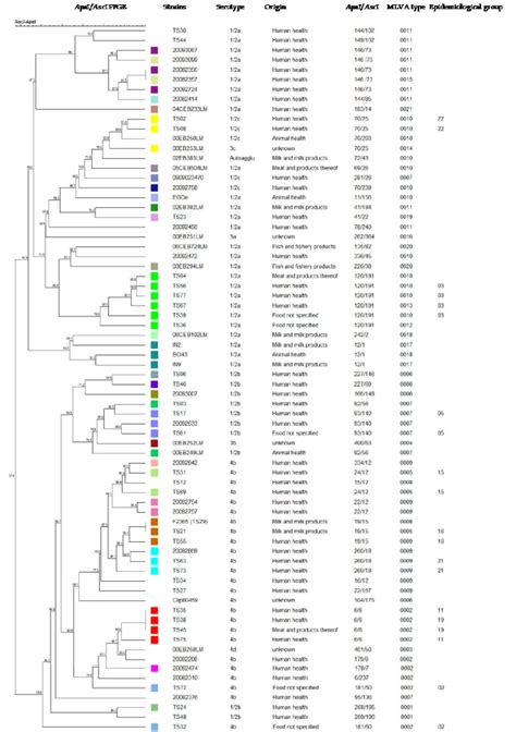 Cluster Analysis Of Isolates Based On Mlva Type Using The