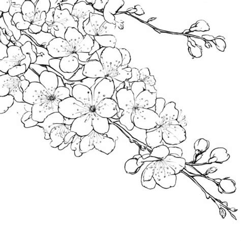 Descarga Imagen Para Colorear De Rama De Cerezo En Flor Coloring Pages En Línea Creative Fabrica