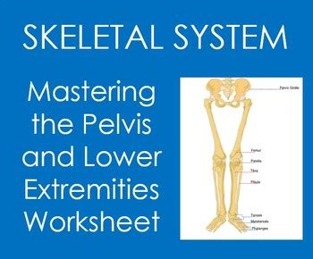 Lower Limb Skeletal Anatomy