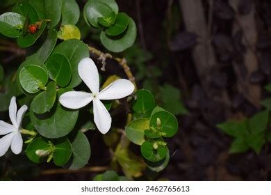 Jasmine Carissa Grandiflora Flowers Photos And Images