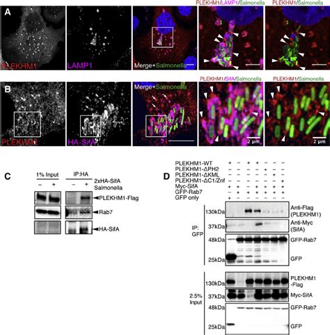 PLEKHM1 Localizes With SifA In Proximity To The SCV A PLEKHM1