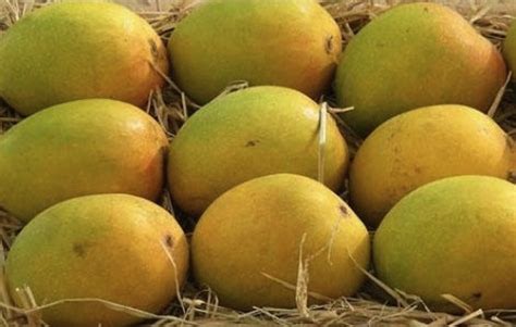 8 Types Of Mangoes Which You Must Try In Summer Season