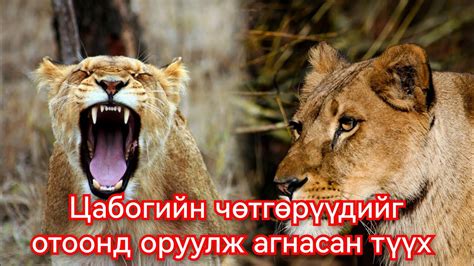 Хүн бариад сурчихсан хос арсланг агнасан түүх. Гоё Түүхүүд Goy tuuhuud ...