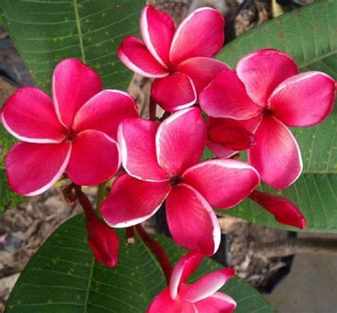 5 Rare Bright Pink White Plumeria Seeds Plants Flower Lei Hawaiian