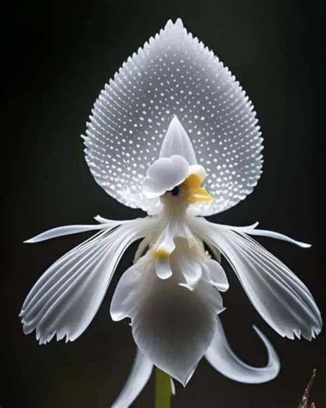 White Egret Orchid Habenaria Radiata A Botanical Marvel Celebrated