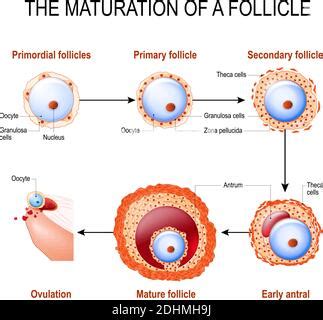 Folículo Primordial