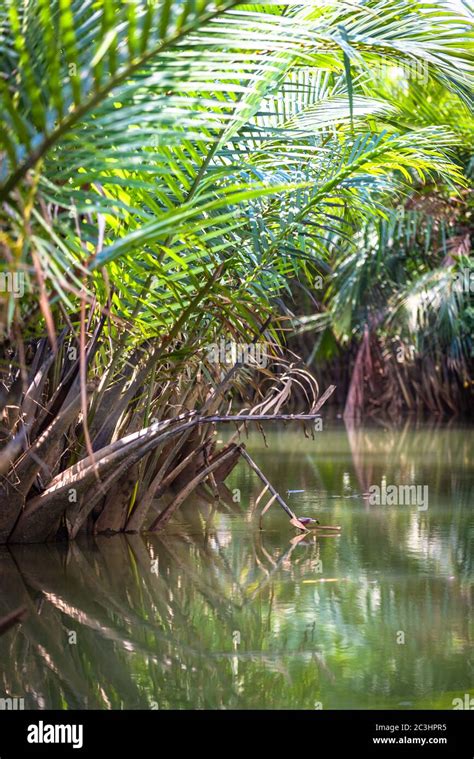 Mangroven Wald Hi Res Stock Photography And Images Alamy