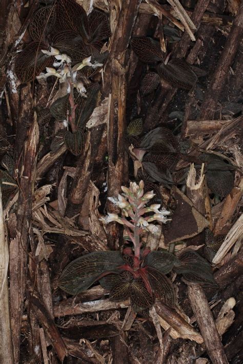 Flickriver Most Interesting Photos Tagged With Anoectochilus
