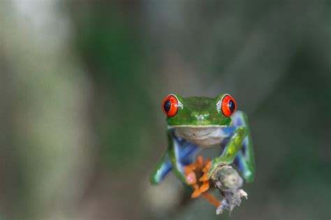 Agalychnis Callidryas Rainette Aux Yeux Rouges Bijagua Antoine