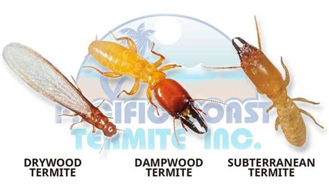 California Termite Species Termite Identification