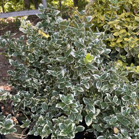 Euonymus Fortunei Emerald Gaiety Fusain