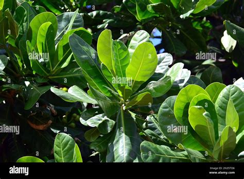 Fish Poison Tree Putat Sea Poison Tree Barringtonia Srí Lanka Asia