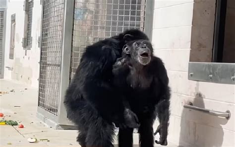 Así reacciona chimpancé encerrada en laboratorio al ver por primera vez