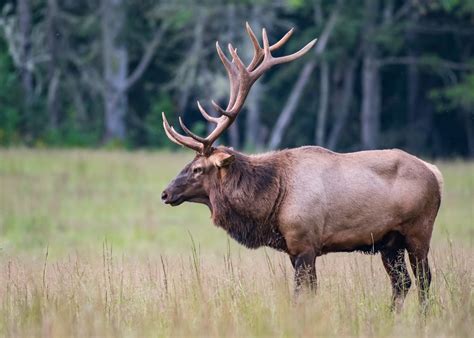 Elk In The Great Smoky Mountains Buckhorn Inn