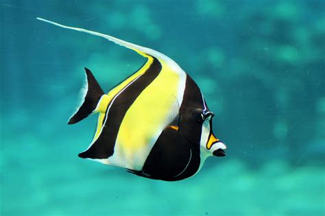 Moorish Idol Aquarium Gallery