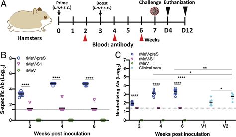 A Safe And Highly Efficacious Measles Virus Based Vaccine Expressing