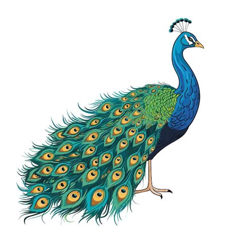 Premium Vector Hand Drawn Solid Color Peacock Illustration