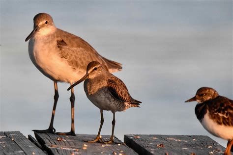 Willet