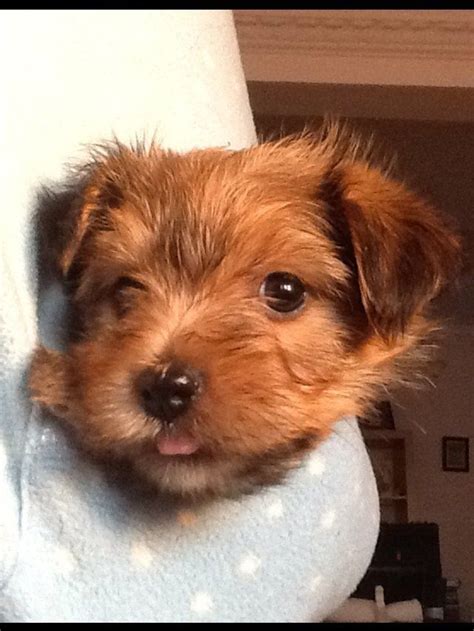 Gorgeous Yorkie X Jack Russell Puppypuppies For Sale