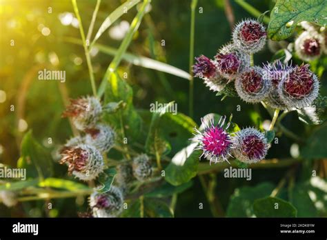 Arctium Lappa Commonly Called Greater Burdock Blooming Burdock Flowers