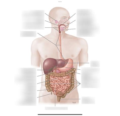 Schaubild Das Verdauungssystem Quizlet