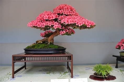 Explore The Beauty Of Bonsai Trees At Amazing Bonsai Trees Blog Bonsai