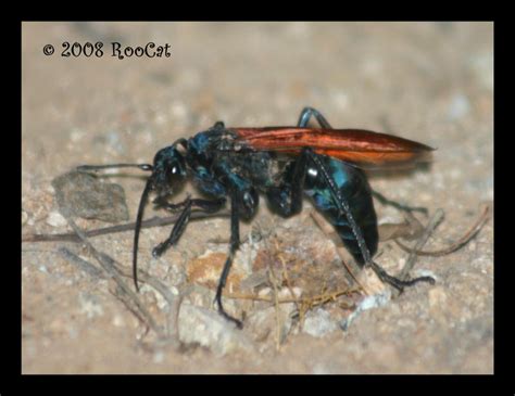 Tarantula Hawk Wasp by RooCat on DeviantArt