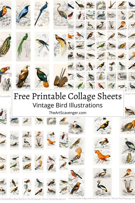 Free Printable Bird Collage Sheets — The Art Scavenger | Free art ...