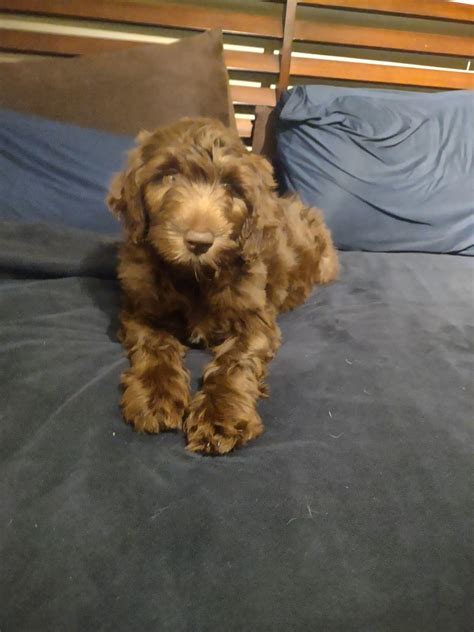 Picked Up This Nugget Yesterday Meet Cocoa 10 Week Old F1b Labradoodle