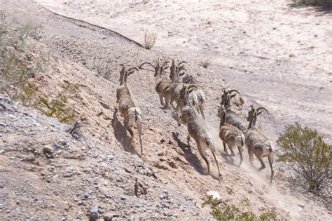 Desert Bighorn Sheep Running Stock Photo Image Of Tourism Running