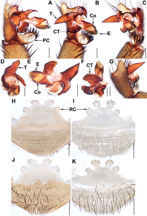 Figure 3 From Three New Species Of The Segmented Spider Genus