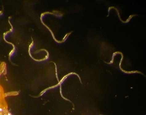 Insect Pathogenic Nematodes Greenhouse Ipm