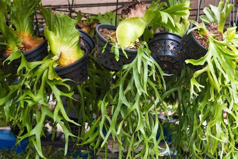 How To Grow Staghorn Ferns In Pots - Planting A Staghorn Fern In A Wire ...