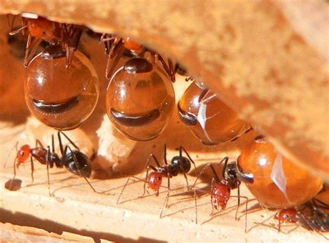 Honeypot ant - Alchetron, The Free Social Encyclopedia