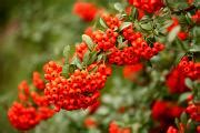 Encyklopedia drzewPyracantha coccinea Orange Glow Ognik szkarłatny