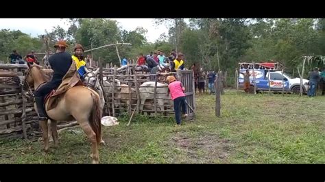 2pega De Boi No Mato No Parque Bom Jesus Lagoa Seca Batalha Piaui