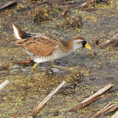 Sora Guelph Ontario Canada Jan Mersey Flickr