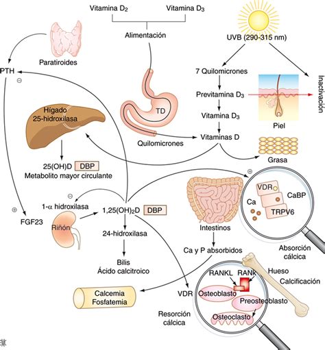 Es Til La Vitamina D En Cirrosis