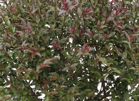 Lonicera Garden Clouds Purple Storm Litre Stewarts Garden Centre