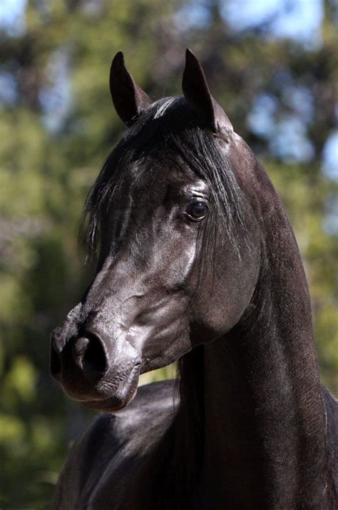 Homozygous Solid Black Arabian Stallion Beautiful Arabian Horses