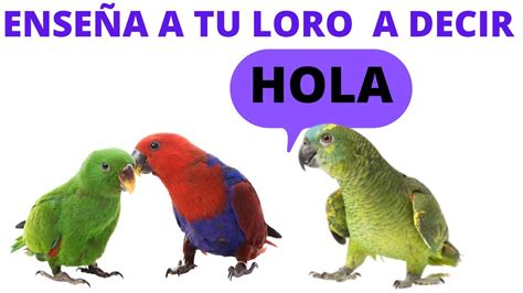 Ense A A Tu Loro A Decir Hola Como Ense Ar A Hablar A Un Loro