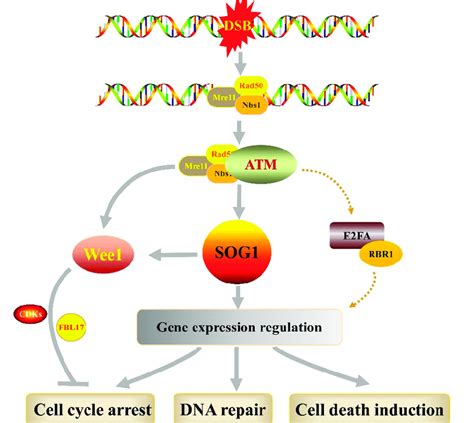 Overview Of DNA Double Strand Break DSB Damage Response In Plants