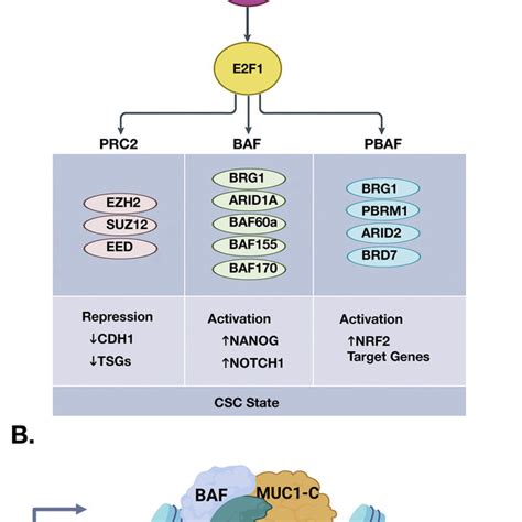 Muc1 C→e2f1 Pathway Intersects Induction Of Pcg And Trxg Complexes A Download Scientific