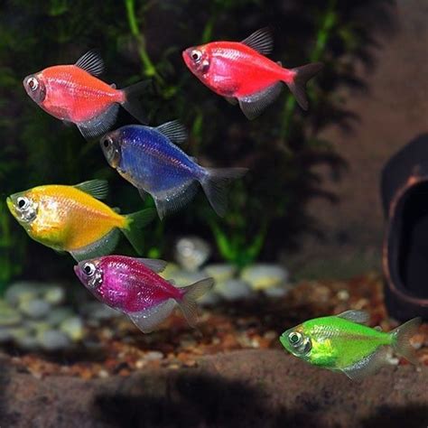 Glofish Tetra Tank Mates What Fish Can Live With A Glofish