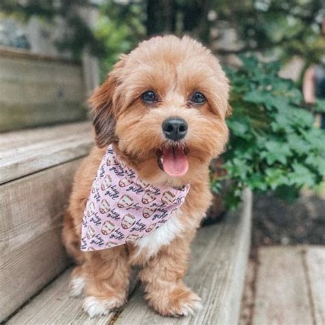 Yorkie Poodle Mix Puppies