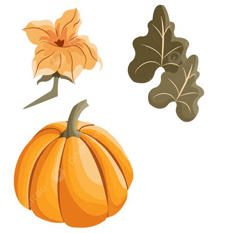 Pumpkin Vegetable Set Sayuran Labu Design Vector Pumpkin Labu