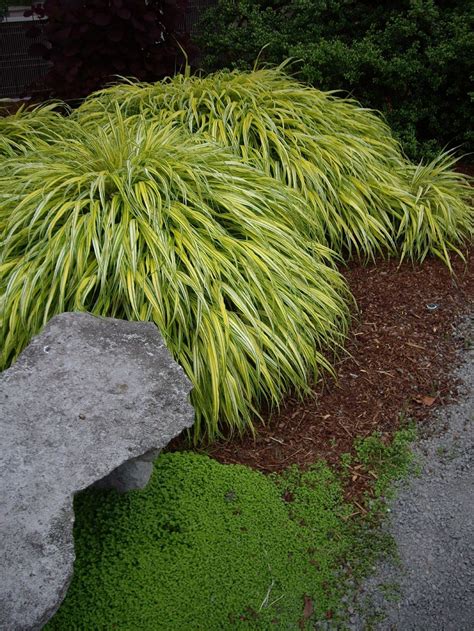 Hakone Grass Aka Golden Japanese Forest Grass Hakonechloa Macra Aureola Japanese Garden