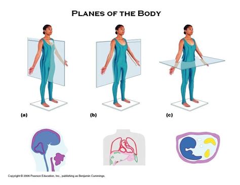 The Planes Of The Body Diagram Quizlet