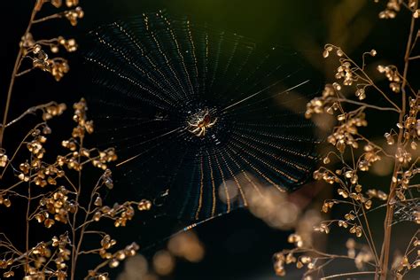 Spindelnät Spindel Spider Silk Gratis foto på Pixabay Pixabay