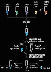 Nucleic Acid Extraction ScienceVision